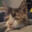 Chinese Cat