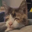 Chinese Cat