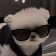 直布罗陀仙贝的pp肉的跟bq一样