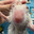 ratão