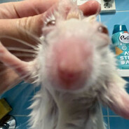 ratão