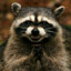 Rabid_Raccoon