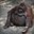 Orangutan The 'Ape'