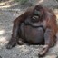 Orangutan The &#039;Ape&#039;