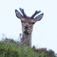 shlongle