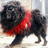 Kzzz +ID:87487067