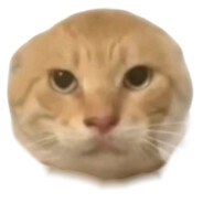 略韧TV圆头耄耋