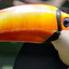 EL TOUCAN