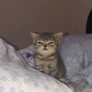 gaxCase.gift - steam id 76561199027458002