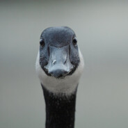 letting my goose loose