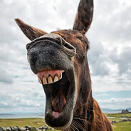 M4X - steam id 76561198288074506