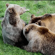 allaite-moi maman ours !