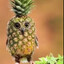 owl's avatar