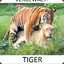 Der Vergewal Tiger