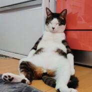 Avatar Vagabundo borracho y loco