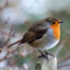 RufousBird