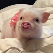 世界上现存的最帅男人