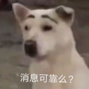 求求你们别打了