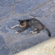 暴躁的章鱼大饭团