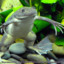 Xenopus tropicalis