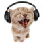 Cat with headphones