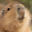 Capybar