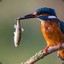 King Fisher