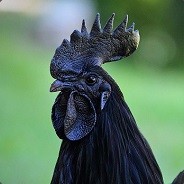 ★WolfyZ★ - steam id 76561197961787113