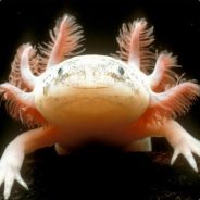xenos86 - steam id 76561197971093251