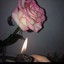 Fuschia