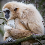 White-Handed Gibbon Ape