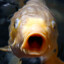 Shouting Fish