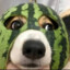 家人们谁懂啊🍉