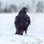 Rudycrow