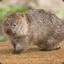 Wombat