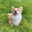 Corgi Gamer