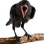 Crows