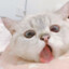 urs_ulka