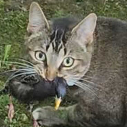 Player avatar
