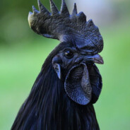 Big Black Cock