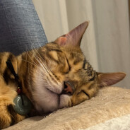 香糯桃桃酥ʕ•ᴥ•ʔ