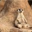 Meerkat