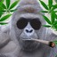 Gorilla Leader
