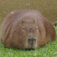 oversized capybara