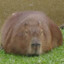 oversized capybara