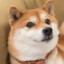 shiba inu