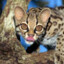 margay