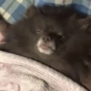 求求你不要再打了