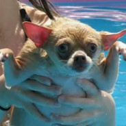 анальный волосок