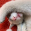 纯欲大蟾蜍